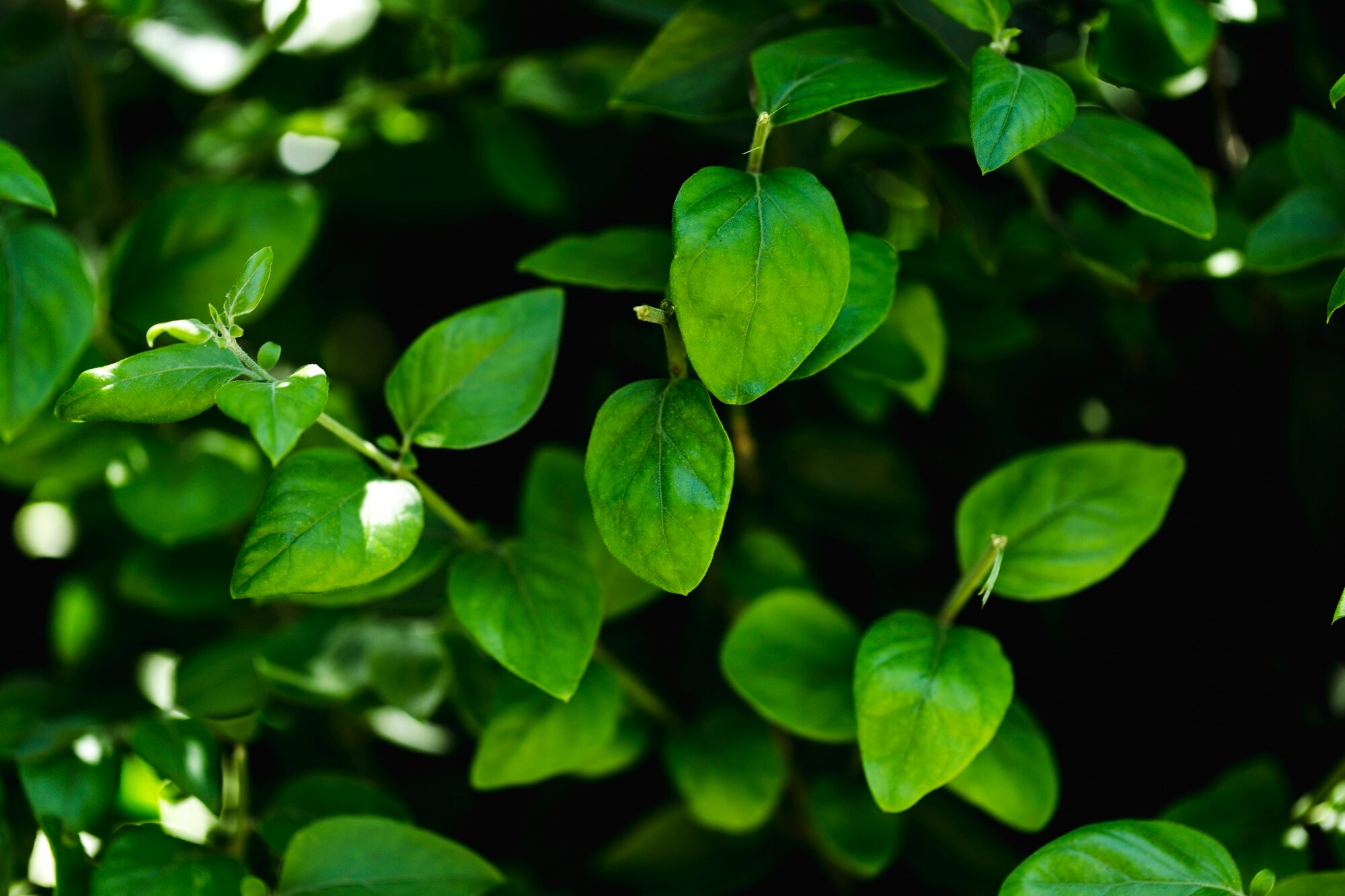Hojas verdes